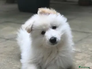 German Shepherd dogs KC White Shepherd Puppies - Advert 1