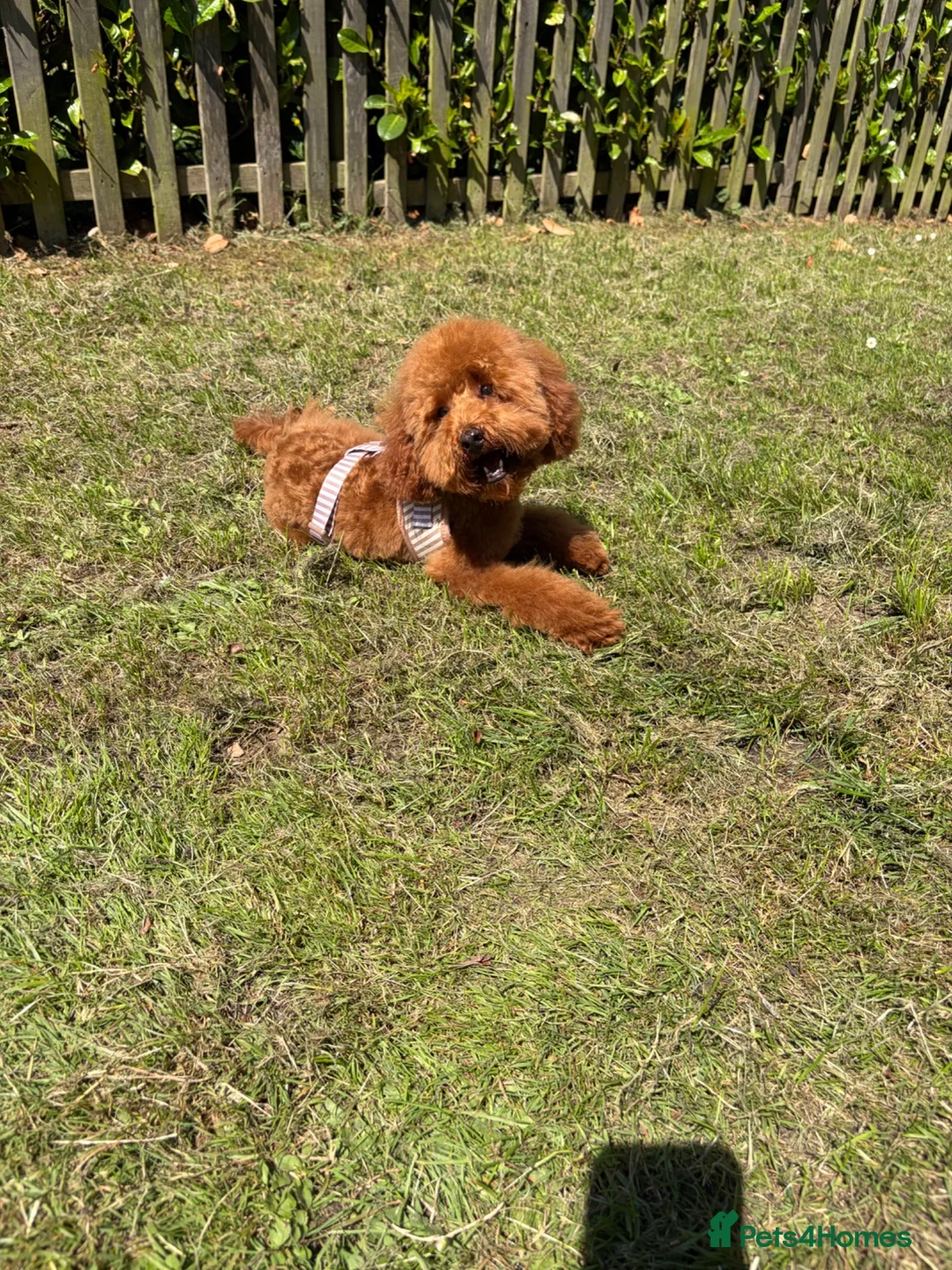 Toy Poodle dogs for sale: Male KC Registered Dark Red Toy Poodle  in Stevenage - Advert 2