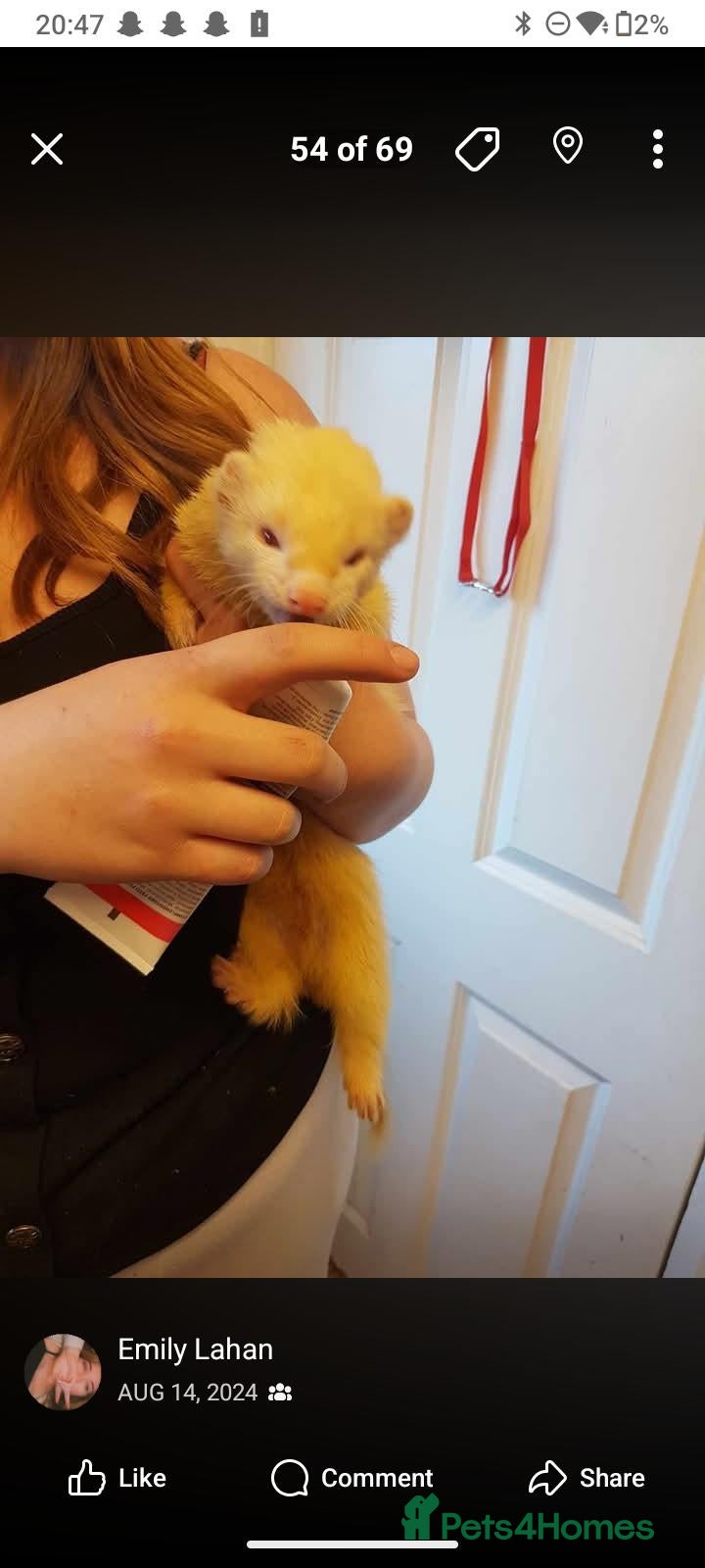 Ferret rodents Ferrets for sale - Advert 1