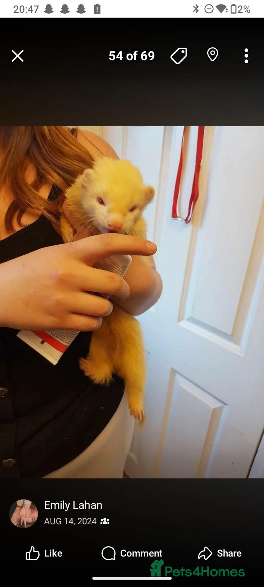 Ferret rodents for sale: Ferrets for sale - Advert 1