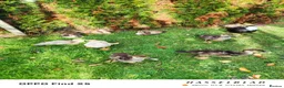 Ducks poultry for sale: Muscovy ducklings  - Advert 9