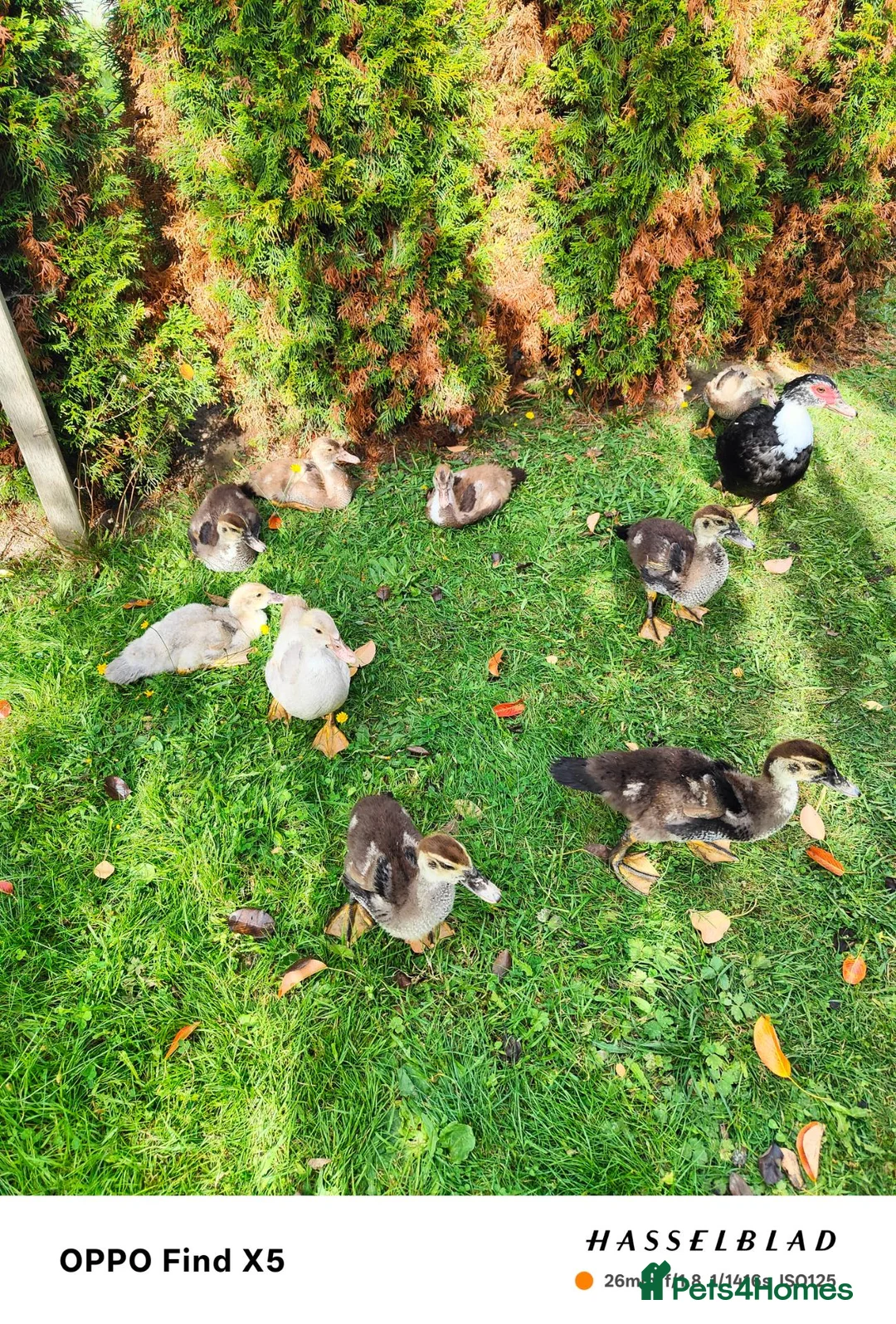 Ducks poultry for sale: Muscovy ducklings  - Advert 9