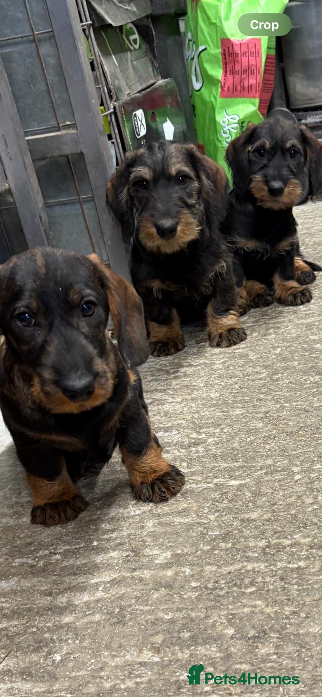 Dachshund dogs for sale: Ready now standard Wirehair dachshund (teckel)  - Advert 23