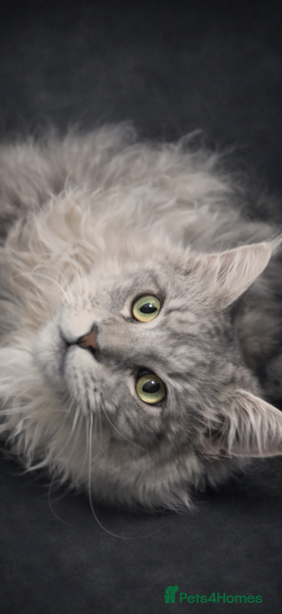 Maine Coon cats for stud: Several stud boys available  - Advert 9