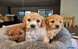 Mini Goldendoodle dogs for sale: F1b mini Groodles - Image 3