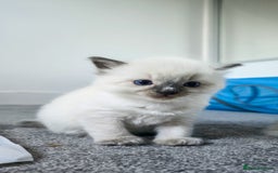 Ragdoll cats for sale: Beautiful kittens looking for their forever home - Image 9