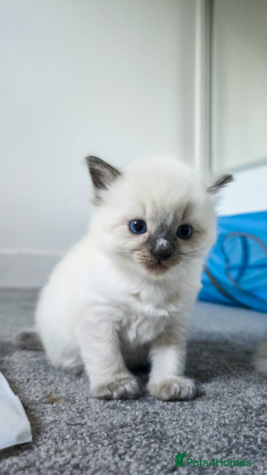 Ragdoll cats for sale: Beautiful kittens looking for their forever home - Image 9