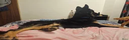 German Shepherd dogs for sale: German shepherd for rehome  - Advert 5