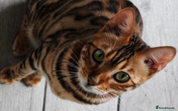 Bengal cats for sale: Stunning Female Bengal For Rehoming - Image 4