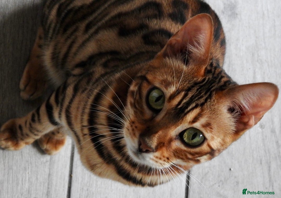 Bengal cats for sale: Stunning Female Bengal For Rehoming - Image 4