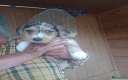 Mixed Breed dogs for sale: Sausage dog x Yorkshire Terrier - Image 2