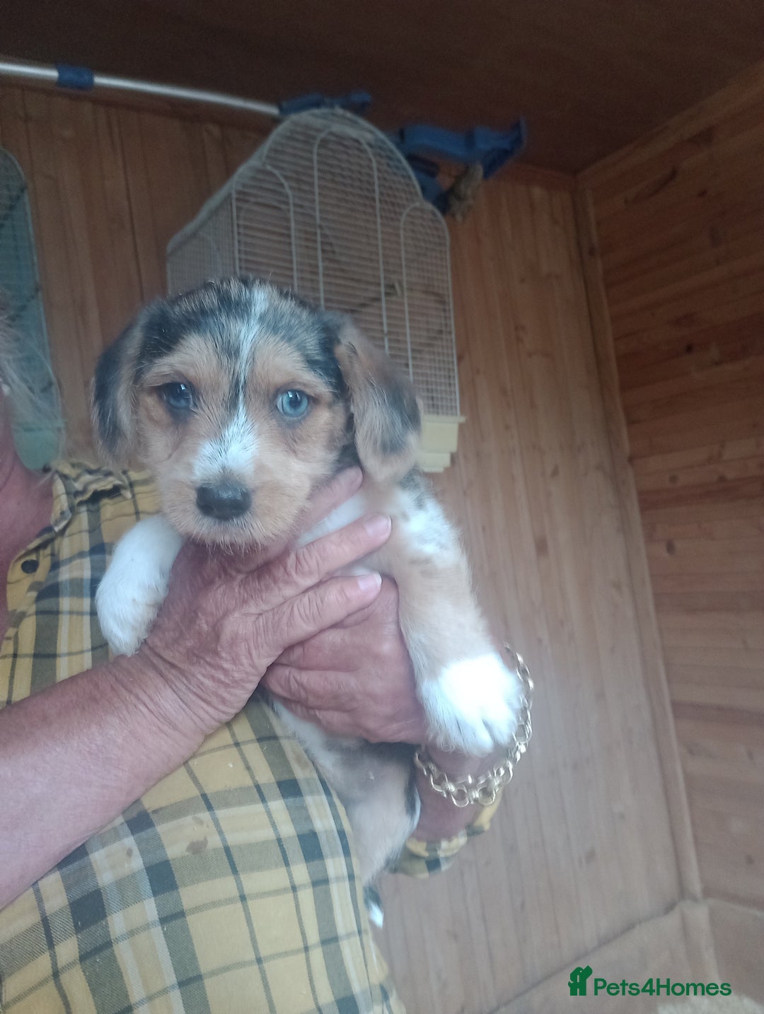 Mixed Breed dogs for sale: Sausage dog x Yorkshire Terrier - Image 2