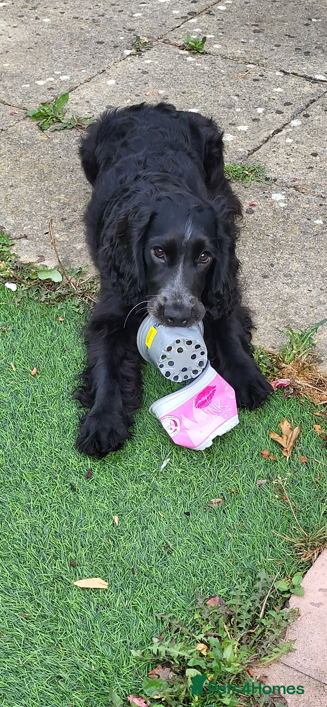 Cocker Spaniel dogs for sale: Meet Arlo - Advert 2