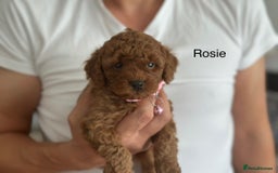 Cockapoo dogs for sale: Perfect Cockapoo Puppies  - Image 3