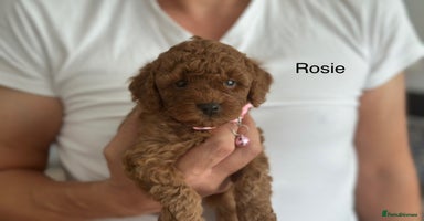 Cockapoo dogs - Advert 15