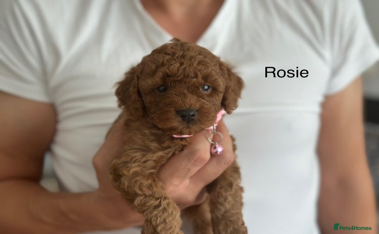 Cockapoo dogs - Advert 3