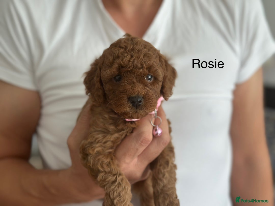 Cockapoo dogs for sale: Perfect Cockapoo Puppies  - Image 3