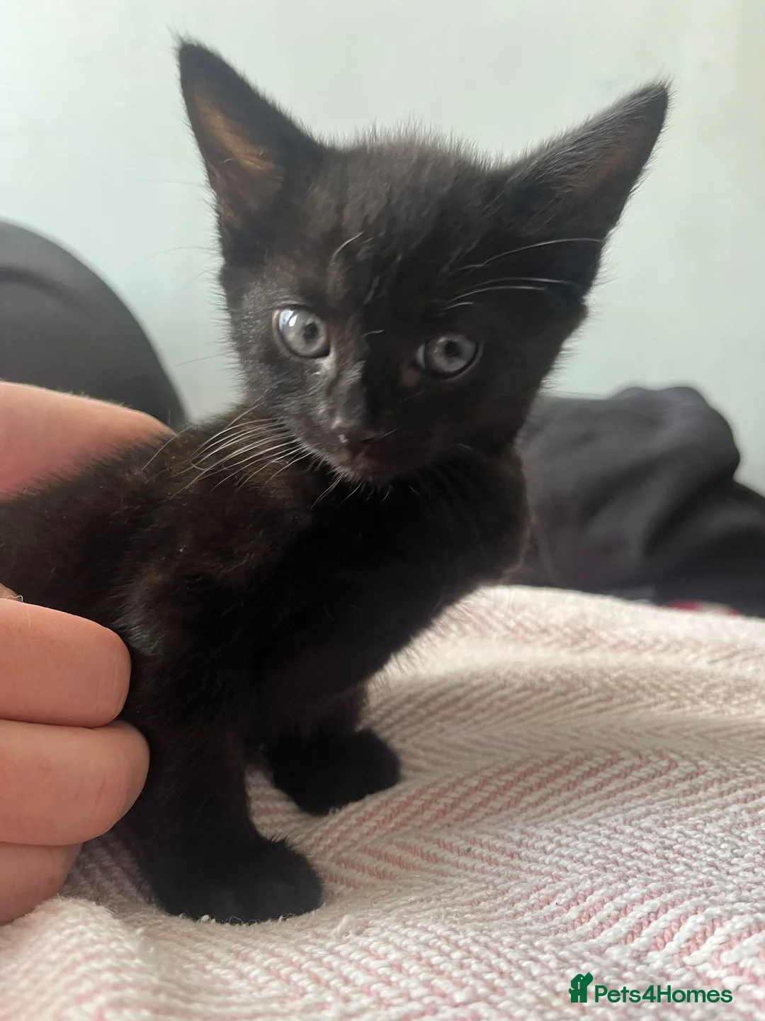 Mixed Breed cats for sale: For beauitful kittens  - Advert 5