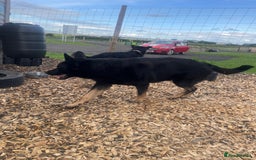 German Shepherd dogs for sale: Upcoming Litter of Pedigree German Shepherd Puppy - Image 6