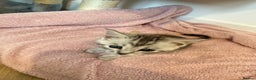 Maine Coon cats for sale: Maine Coon x Savannah Kittens - Advert 10
