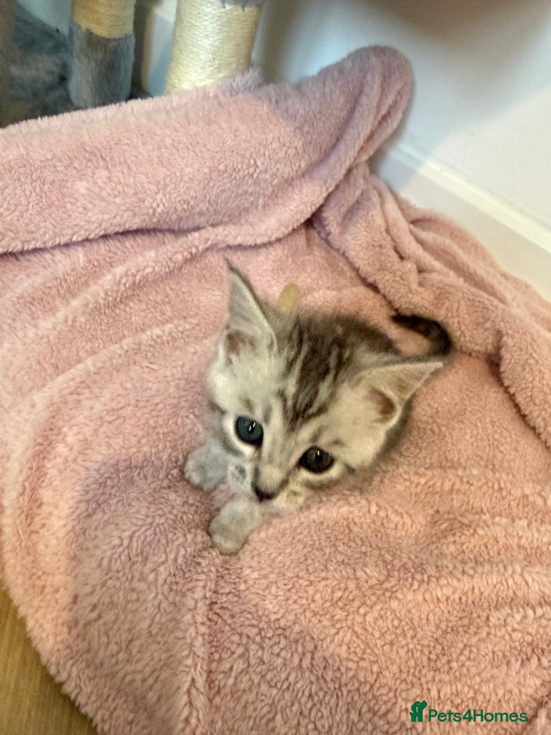 Maine Coon cats for sale: Maine Coon x Savannah Kittens - Advert 10