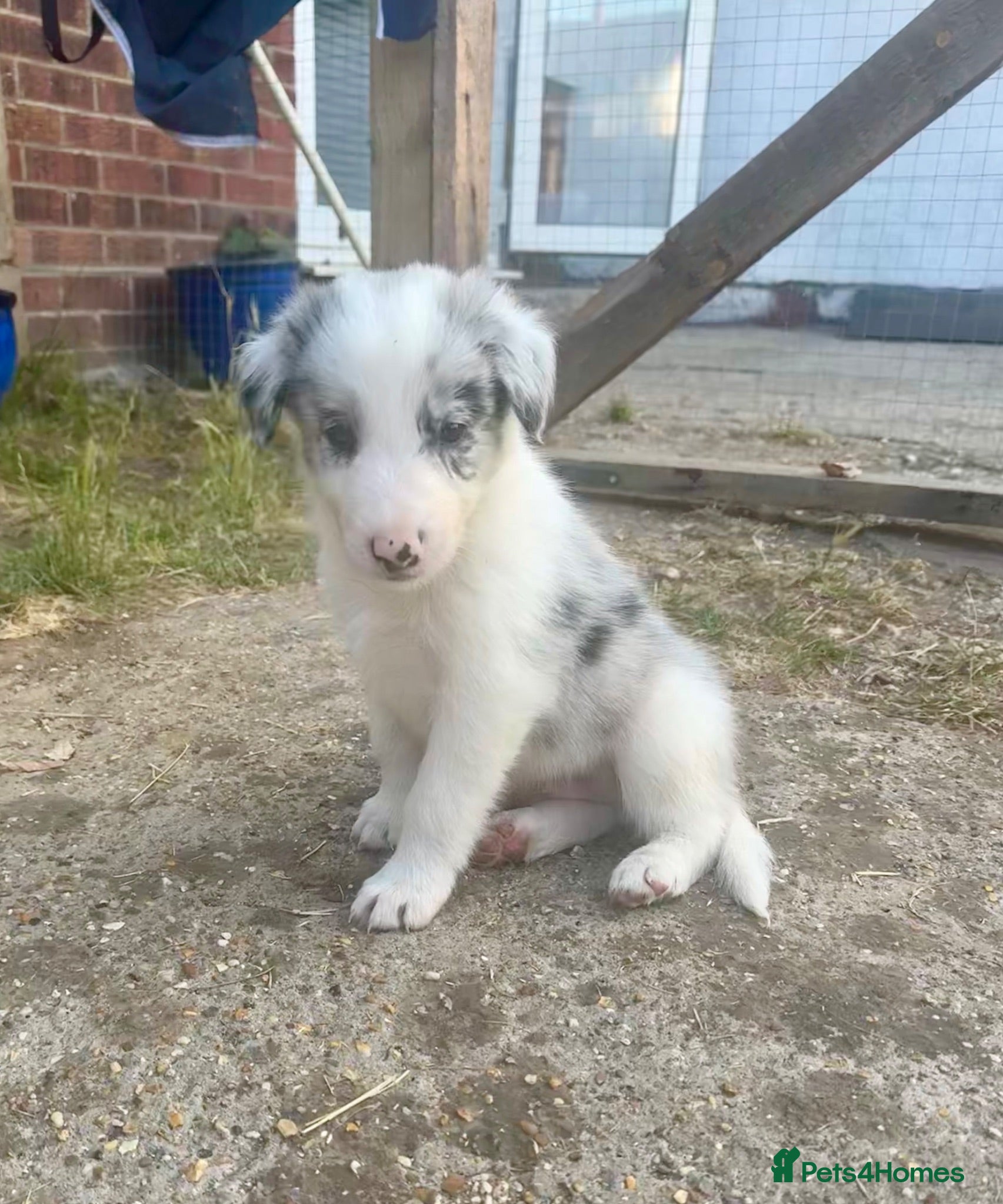 Border Collie dogs Border collie puppies  - Advert 3