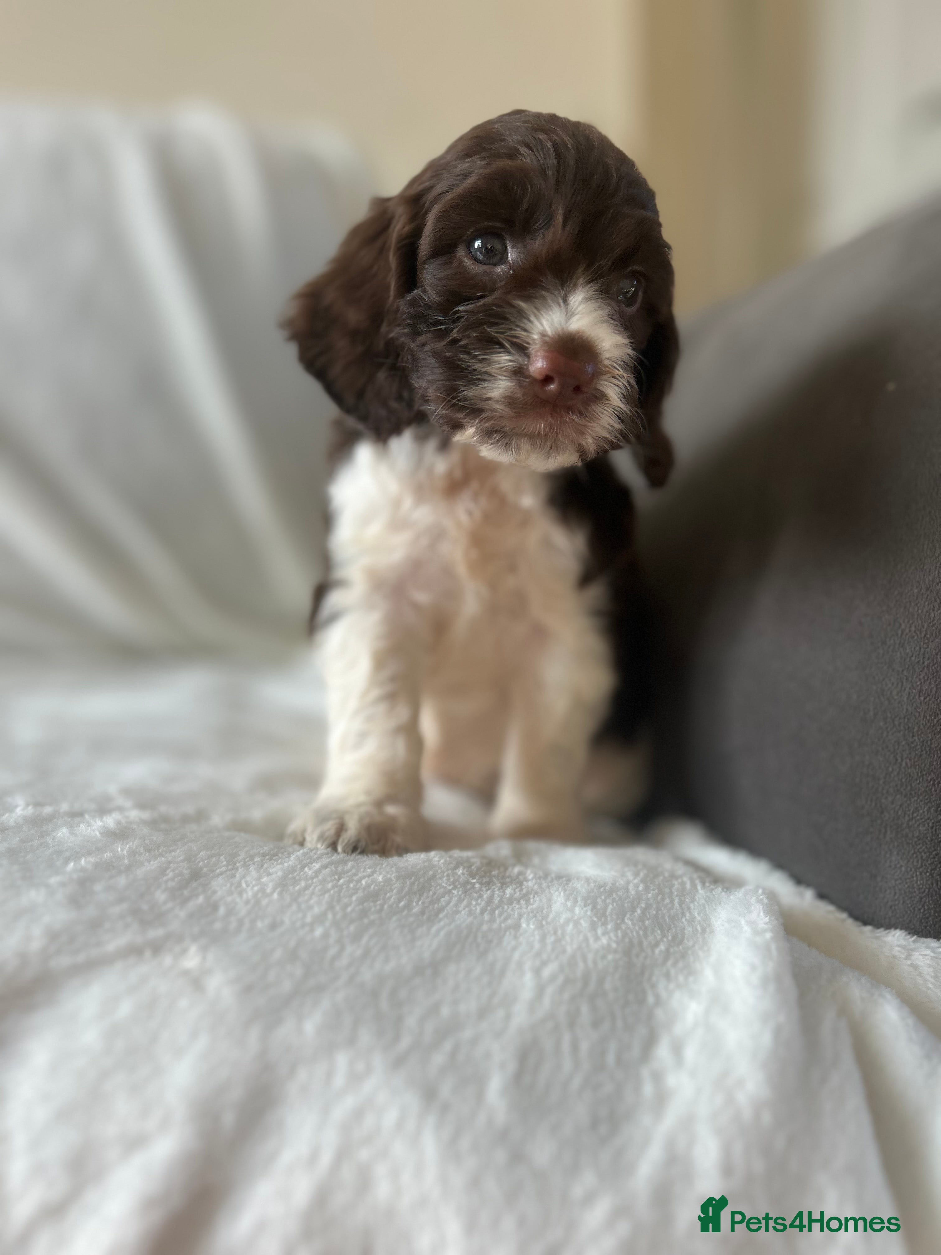 Cockapoo dogs beautiful cockapoo girl  - Advert 2