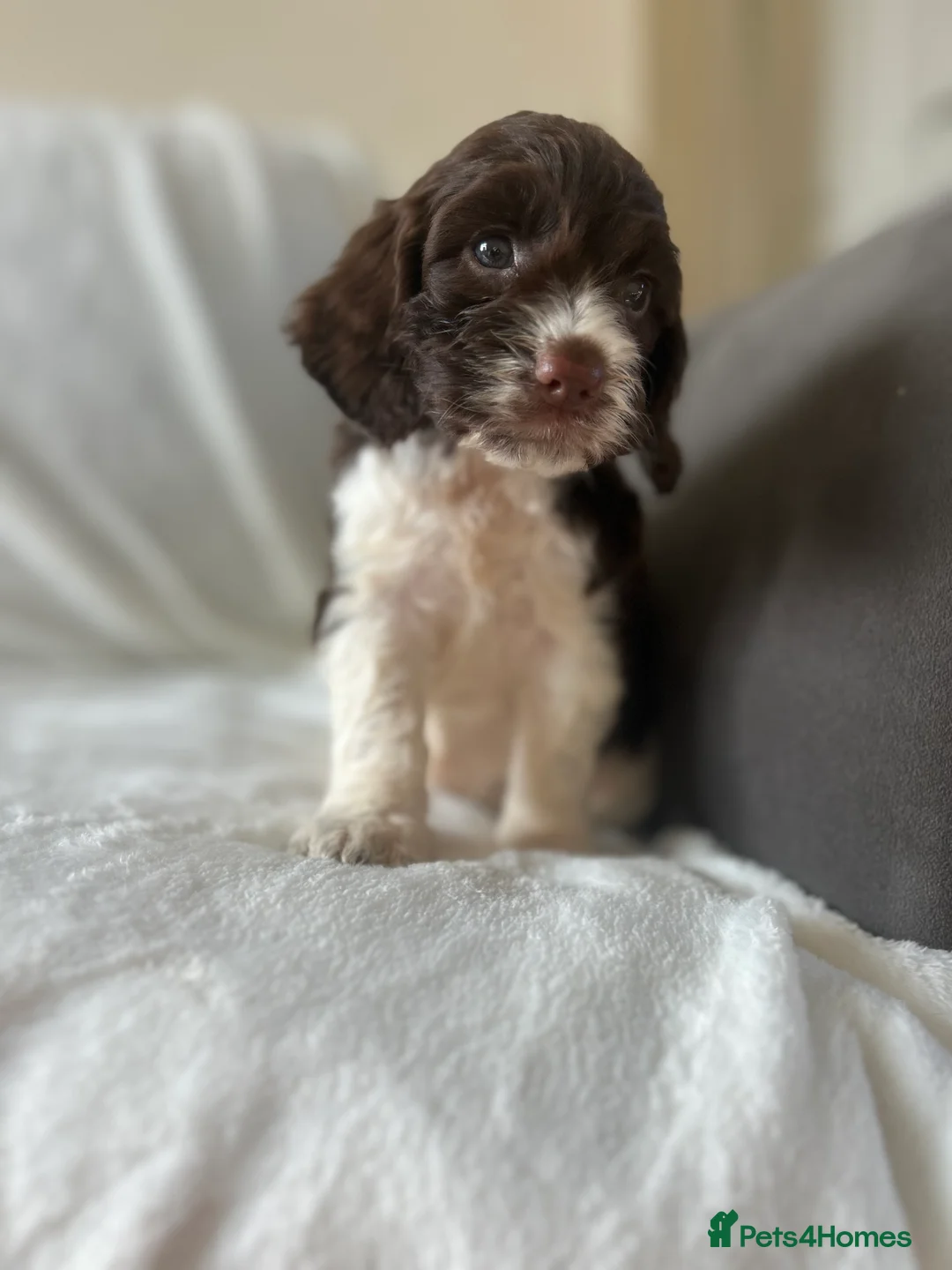 Cockapoo dogs for sale: beautiful cockapoo girl  - Advert 1