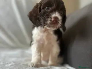 Cockapoo dogs beautiful cockapoo girl - Advert 1