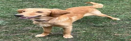 Goldendoodle dogs for sale: PARENTS ARE FROM SUPER HEALTH TESTED LINEAGE  - Advert 7