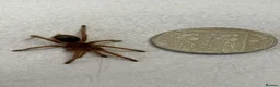 Tarantulas invertebrates for sale: Euathlus truculentus 'Blue' (Chilean Blue ) in Presteigne - Advert 3