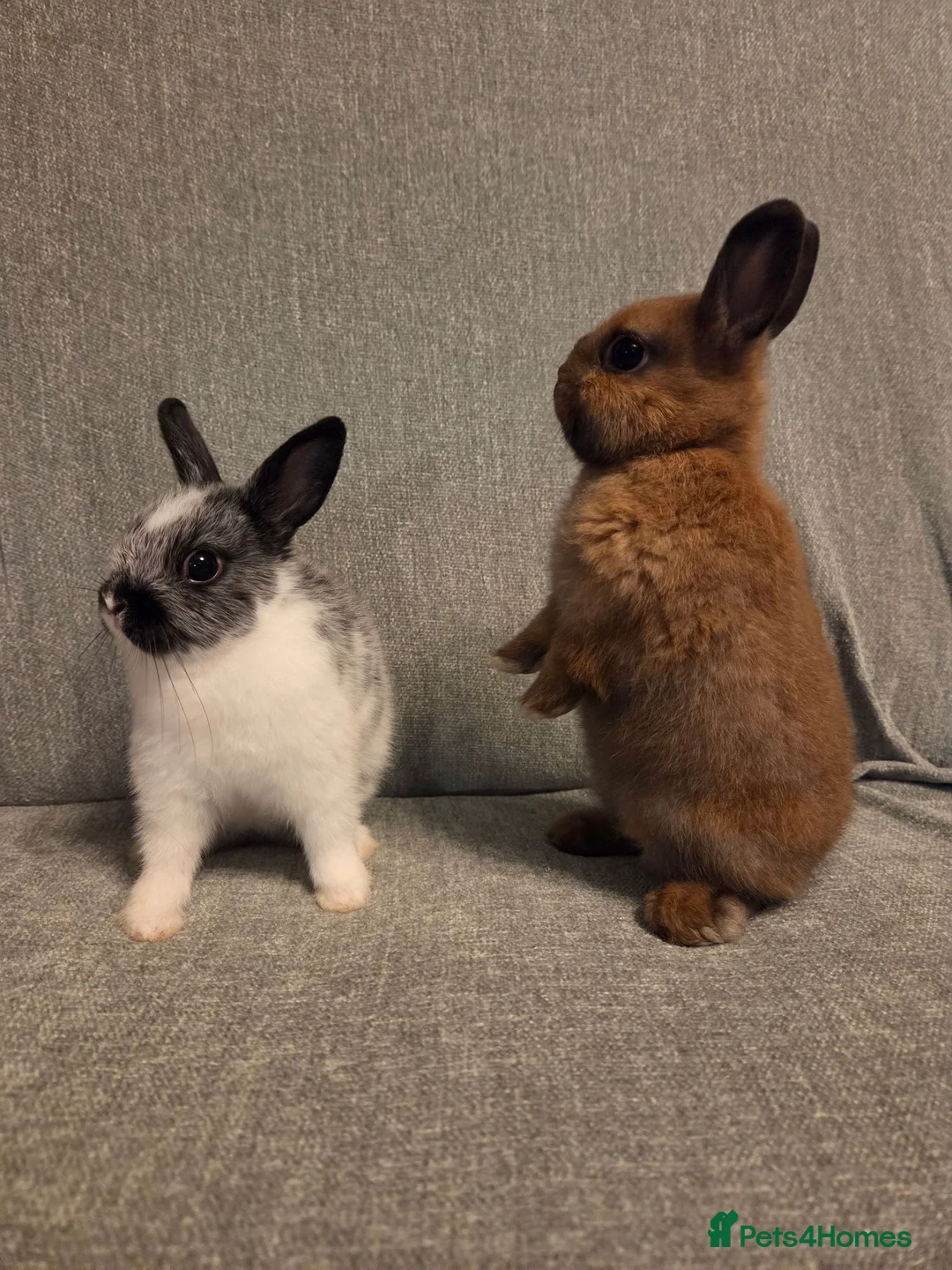 Netherland Dwarf rabbits for sale: 8 week old pure Netherland Dwarf 🩷🩵 - Advert 16