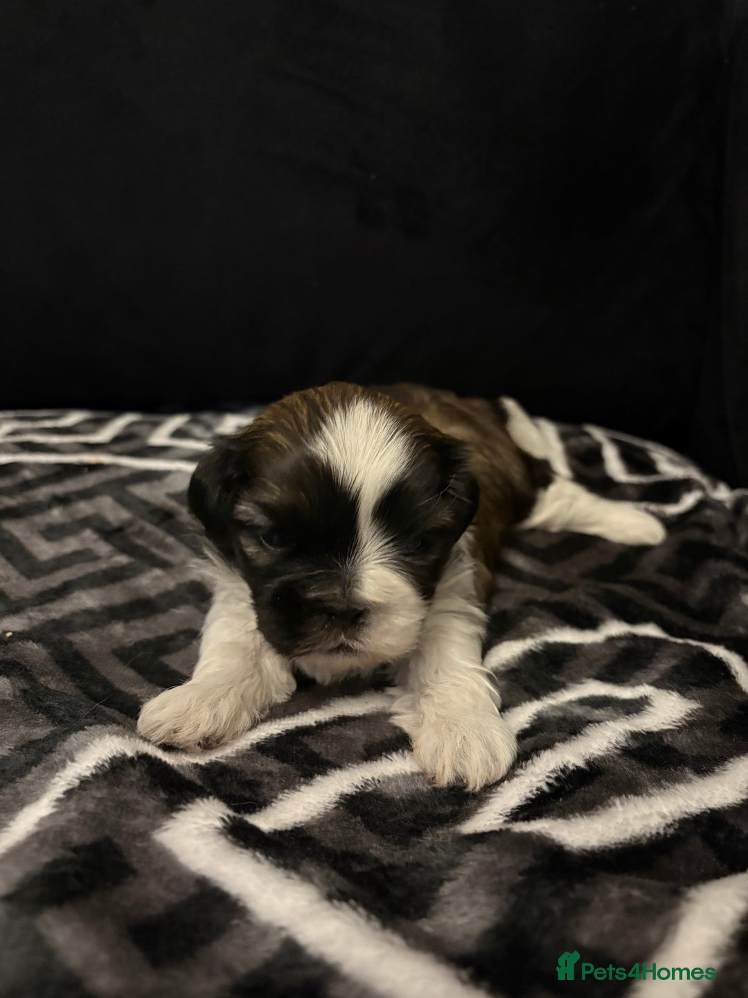 Shih Tzu dogs for sale: 2 female Shih Tzu puppies  - Advert 21