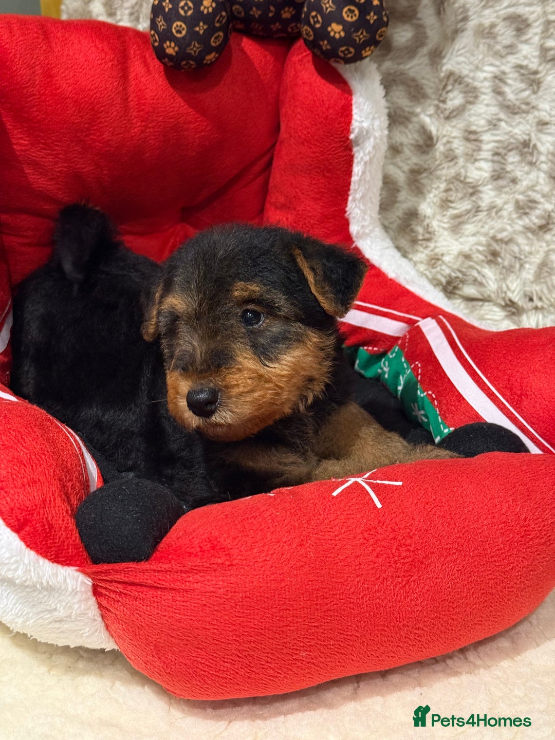 Mixed Breed dogs for sale: Airedale puppies  - Advert 17