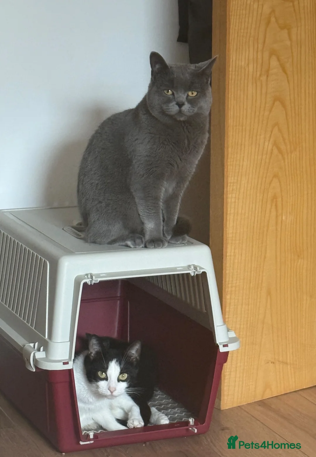 Mixed Breed cats for sale: British Short Hair X DSH - Advert 2
