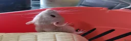 Rat rodents for sale: 2 baby male rats - Advert 7