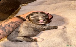 Cocker Spaniel dogs for sale: 4 cocker spaniel Merle pups - Image 6