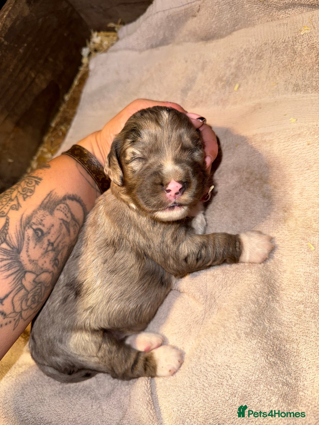 Cocker Spaniel dogs for sale: 4 cocker spaniel Merle pups - Image 6