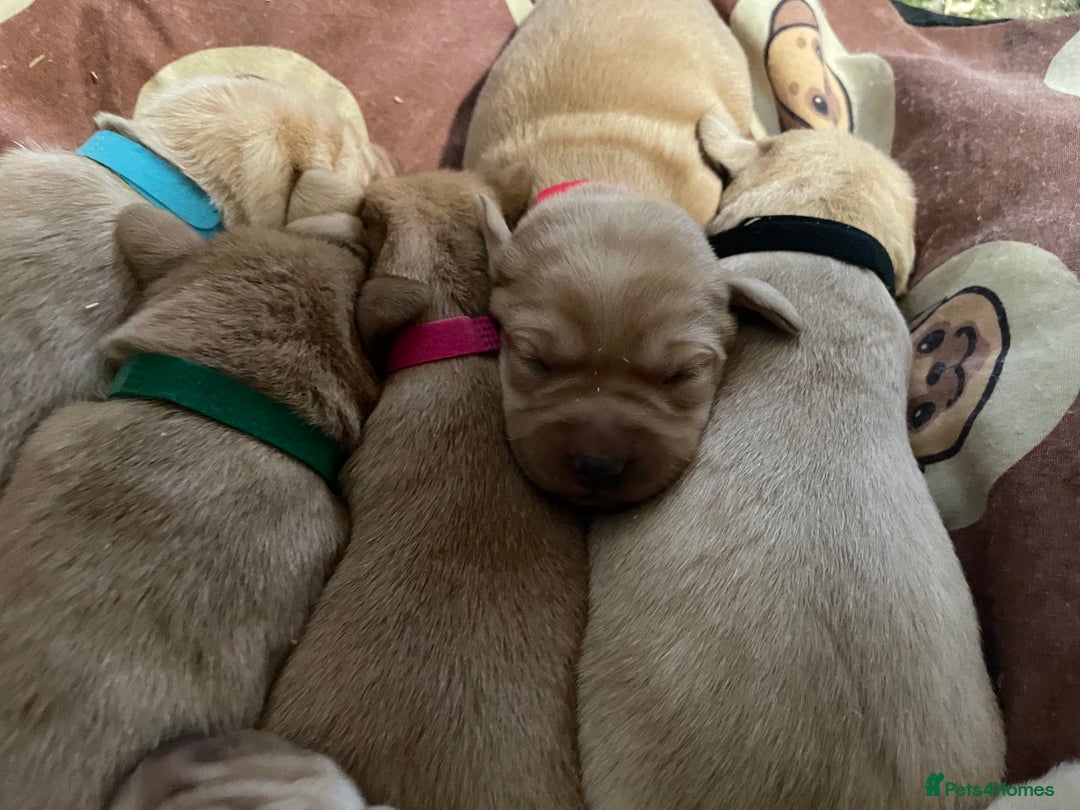 Labrador Retriever dogs for sale: KC Labrador pups ready 5th Jan 26 - Advert 6