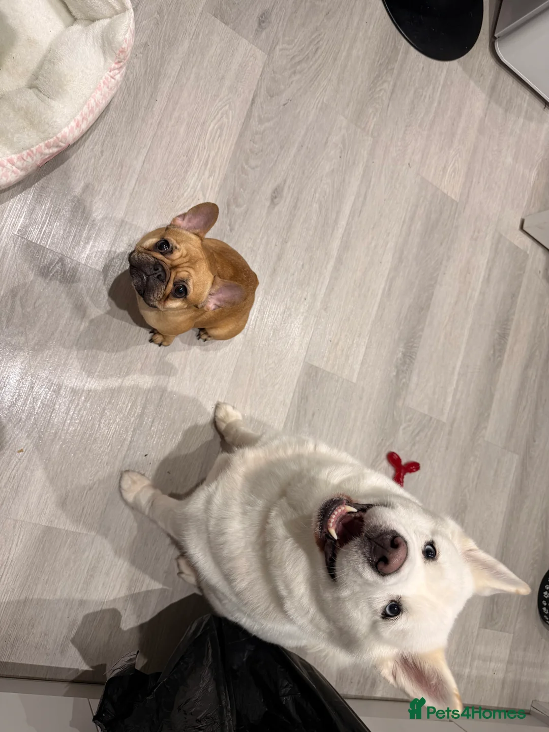 French Bulldog dogs for sale: 🎀Bonnie🎀 - Advert 4
