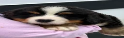 Bernese Mountain Dog dogs for sale: Bernese Mountain Dog Puppies  - Advert 7