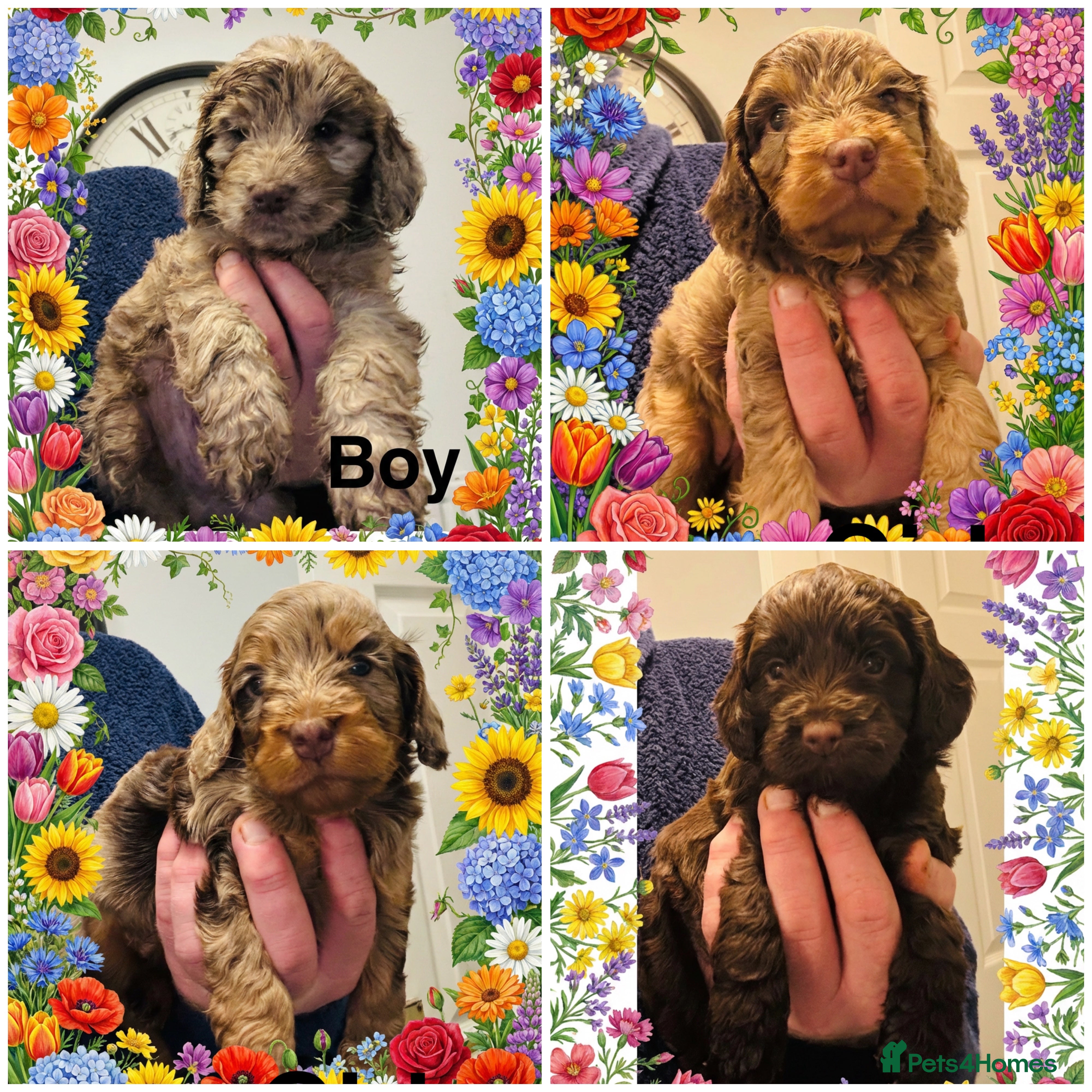 Cockapoo dogs ❤️DNA Tested Rare Sable Cockapoos, Ready 5th Feb  - Advert 12