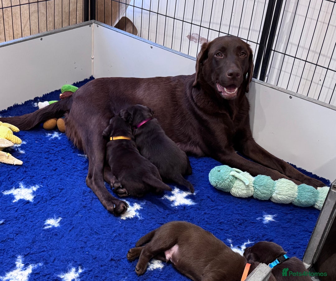 Labrador Retriever dogs for sale: Outstanding Quality Chocolate Labrador Puppies - Image 30