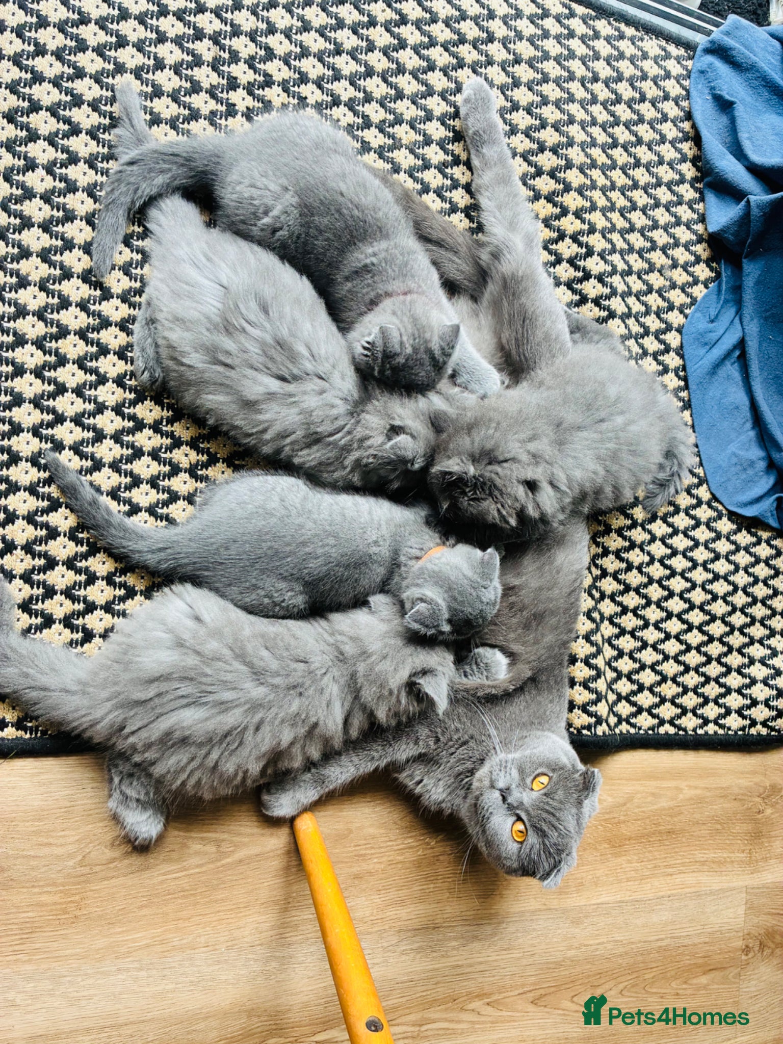 Scottish Fold cats 5 beautiful Scottish Fold’s kittens  - Advert 1