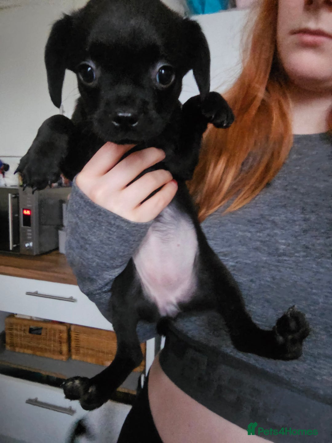 Mixed Breed dogs for sale: Staffy cross puppies  - Advert 12