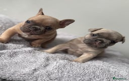 French Bulldog dogs for sale: French bulldog puppies  - Image 6