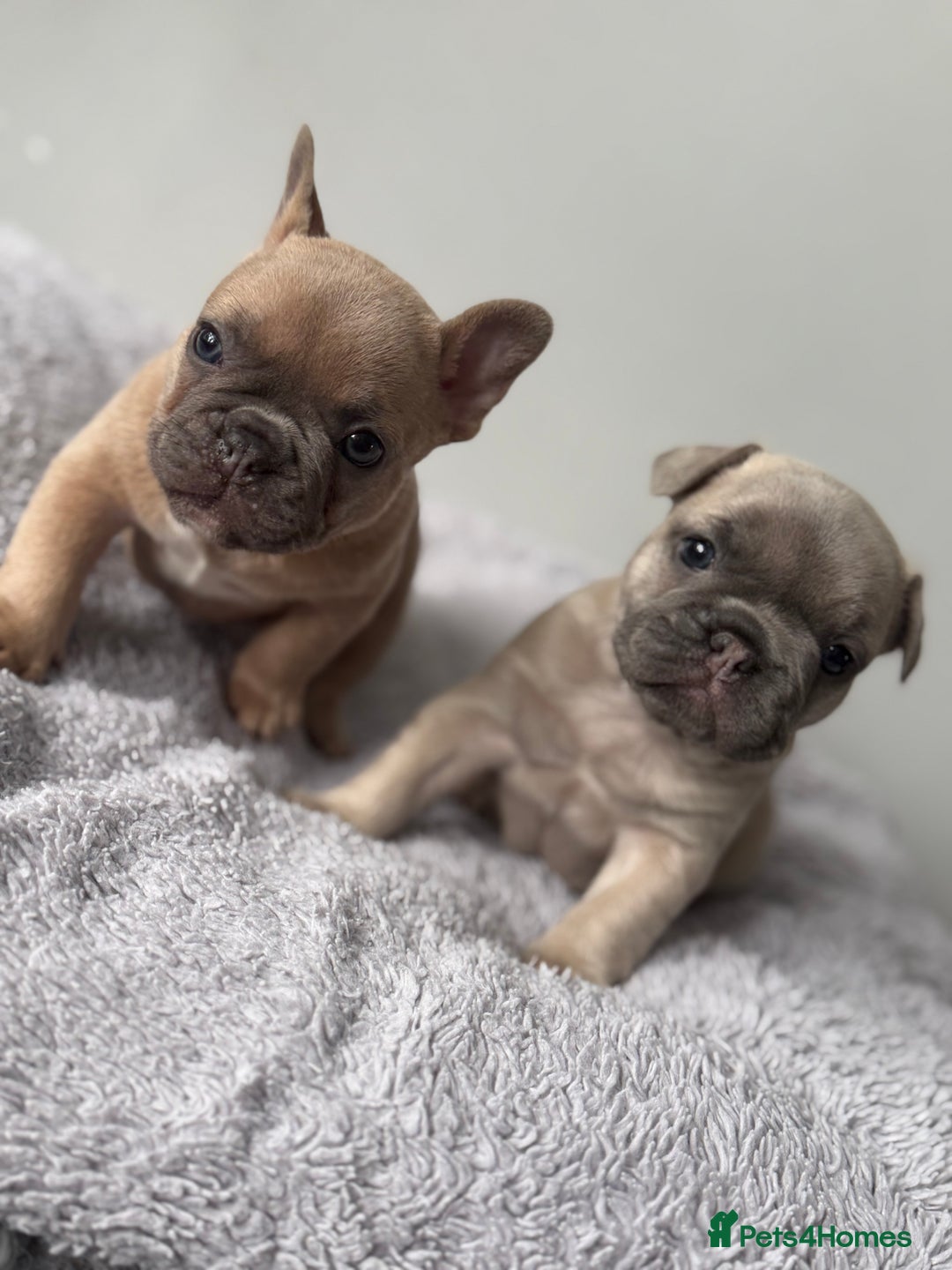 French Bulldog dogs for sale: French bulldog puppies  - Image 6