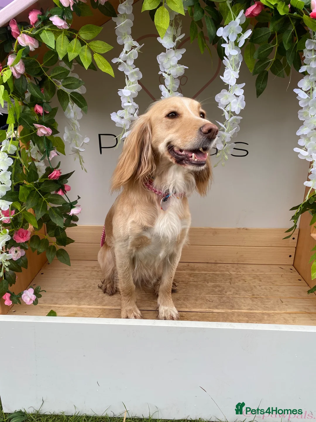 Cocker Spaniel dogs for sale: Gorgeous cocker spaniel puppies  - Advert 2