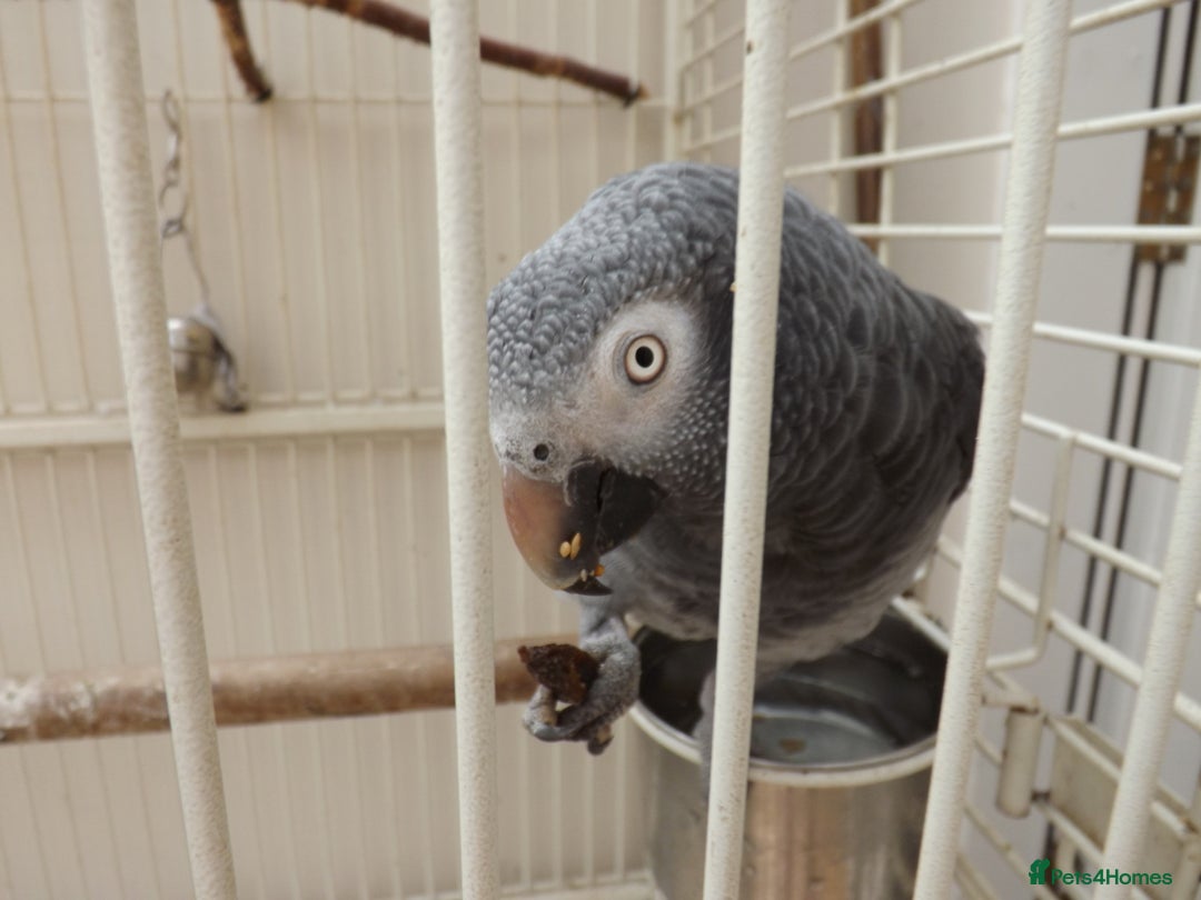 Cockatiels birds for sale: 5* Rehoming of all birds  - Image 4