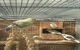 Canaries birds for sale: Mixed canaries - Image 1
